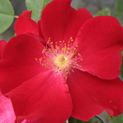 Růže eshop - Rosa  Máramaros - bez vůni - Stromková růže s klasickými květy - bordová - Márk Gergely - stromková růže s keřovitým tvarem koruny - -